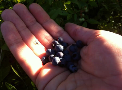 blueberries3